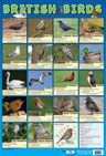 British Birds Poster